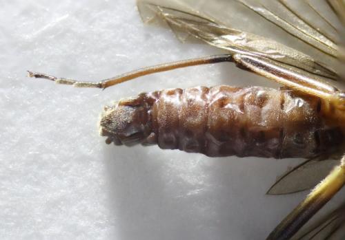 Réf. 216 894 : Brachyptera sp.